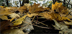photo "***"