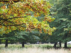 photo "Autumn Forest"