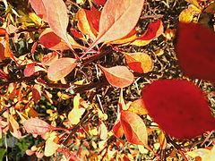фото "Autumn"