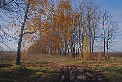 фото "Лужи и золото осени"