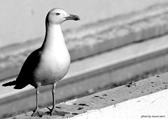 фото "seagull portrait"
