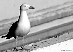 photo "seagull portrait"