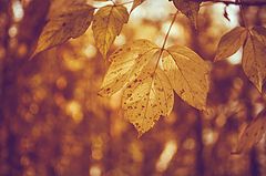 photo "***"