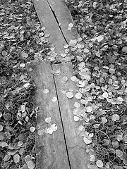 photo "***"