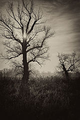 photo "***"