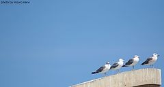 photo "seagulls"