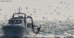 фото "in the sea"