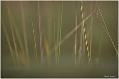 photo "***"