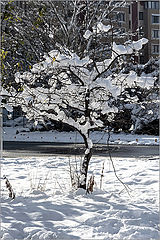photo "первый снег"