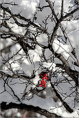photo "первый снег"