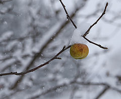 photo "***"