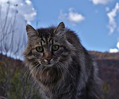 photo "***"