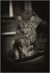 фото "КотофотопортретЪ"