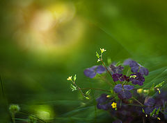 photo "***"