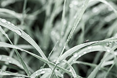 photo "***"