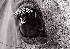фото "Грустный взгляд старой лошади"