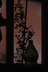 фото "nocturnal still-life"