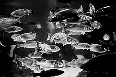 photo "Life behind the glass. What are they?"