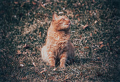 photo "рыжий кот"