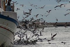 photo "seagulls in the port"