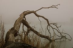 photo "***"
