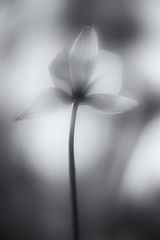 photo "***"