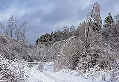 фото "По лесной дороге."