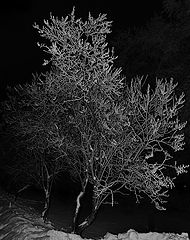 photo "***"