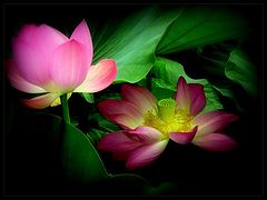 photo "Dance a lily on eyelash night..."