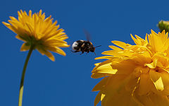 photo "Flight of the Bumblebee"