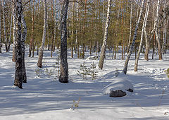 фото "Зимой в лесу"