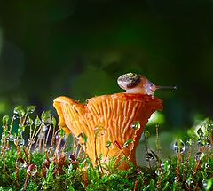 photo "***"