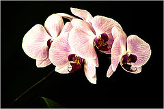 photo "***"