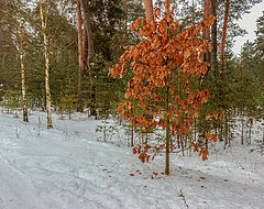 photo "***"