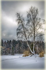 фото "Палитра февраля"