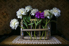 фото "..июньские сны"