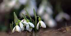 фото "Февраль на арфе Света ведёт мелодию Весны..."