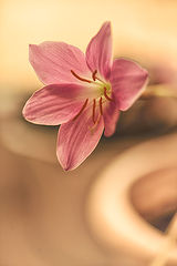 photo "***"