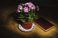 photo "***"