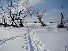 photo "***"