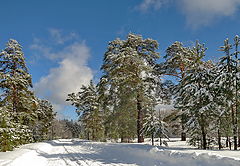 фото "Зимник"