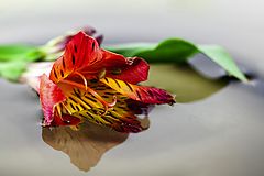 photo "***"