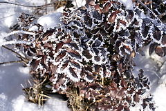 фото "Зима"
