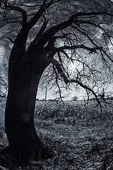 photo "***"