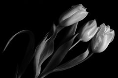 фото "***"