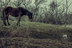 photo "***"