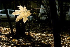 photo "***"