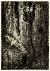 photo "***"