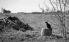 фото "Весна. Грачи не летят. Почему?"