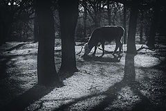 photo "***"